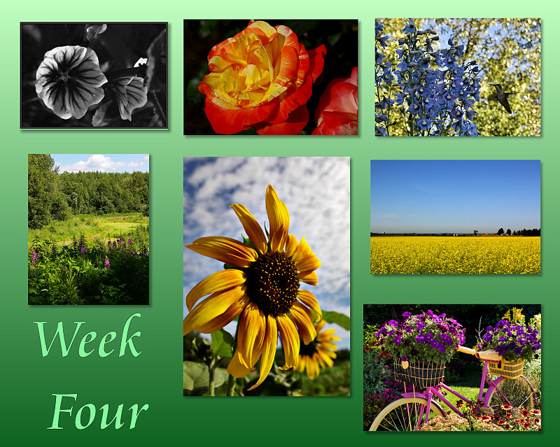 Collage 4 - Everything Floral 