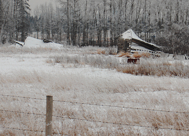 Frosted and Abandoned