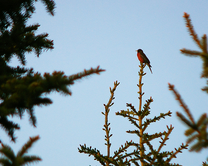 American Robin