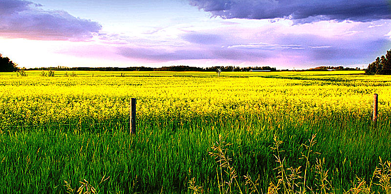 Canola at Sunset