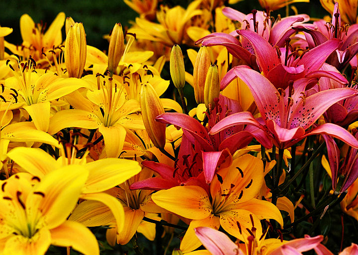 Lilies