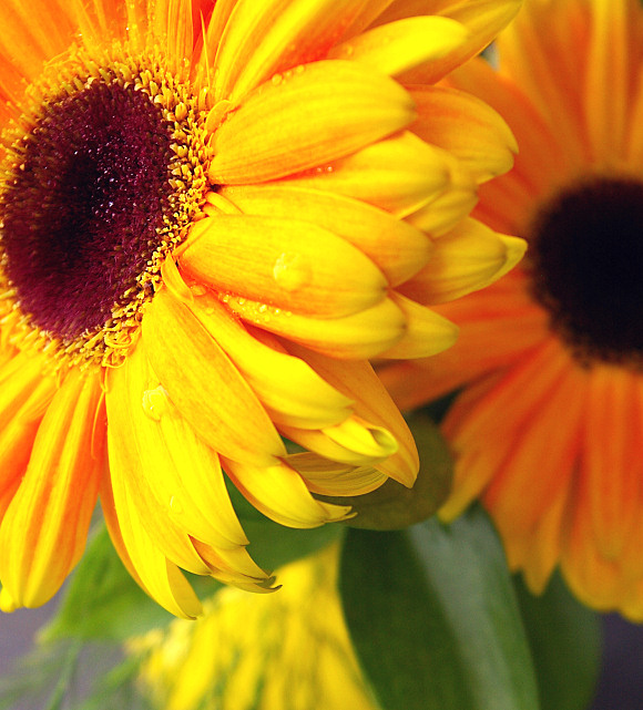 Gerbera Yellow