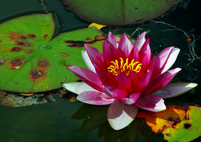 Water Lily 