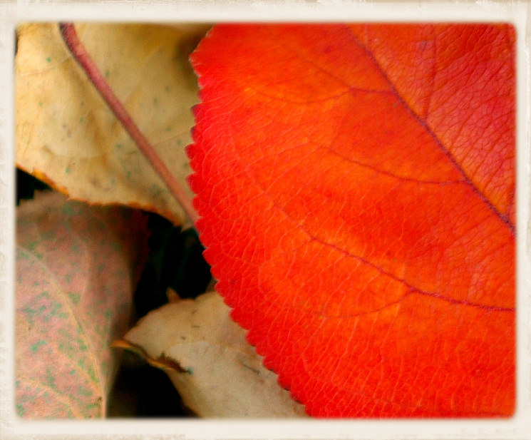 Autumn Leaves - Up Close and Personal