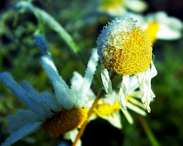 Frosted Flower