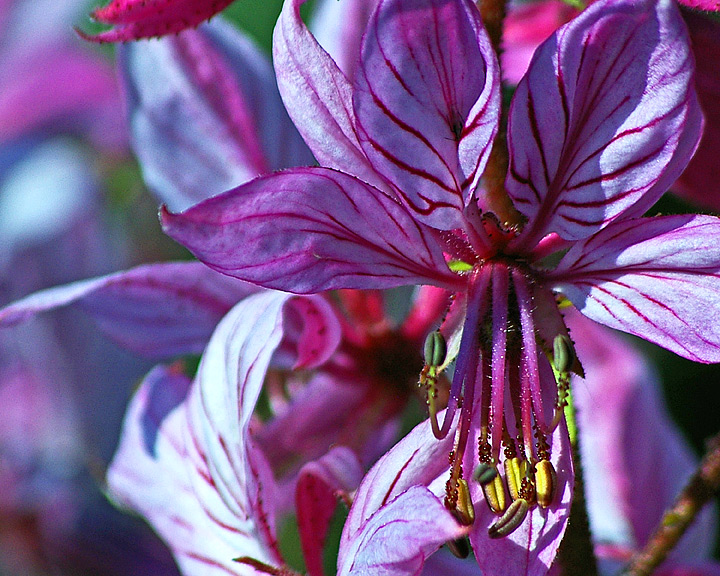 Pinkish