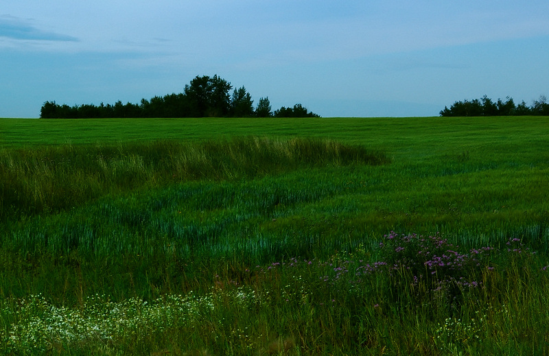 Field of Green with Flowers