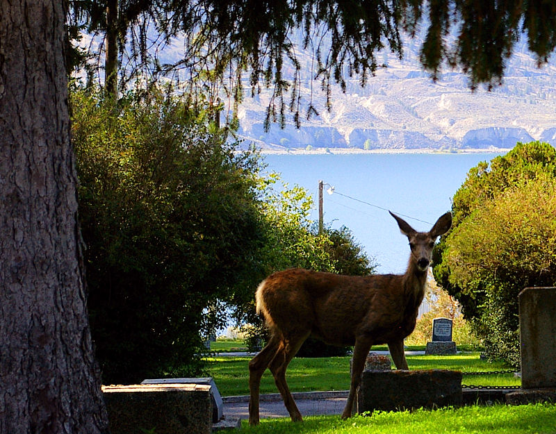 Quiet Visitor