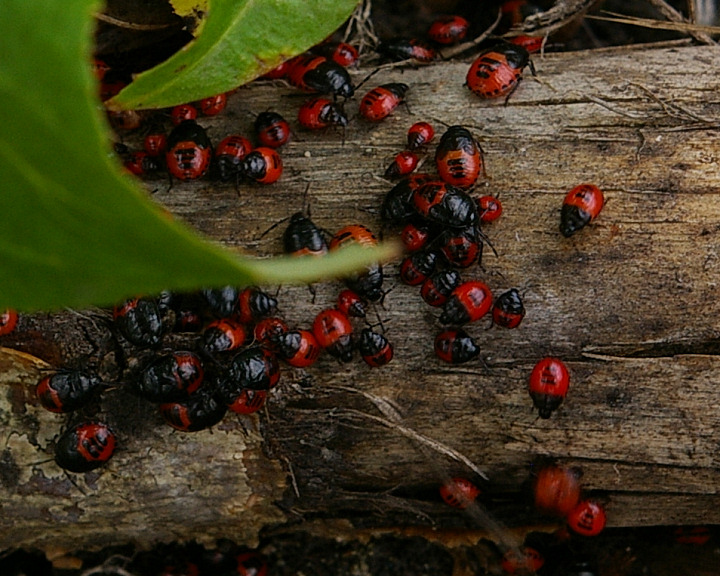 Immature Milkweed Bug