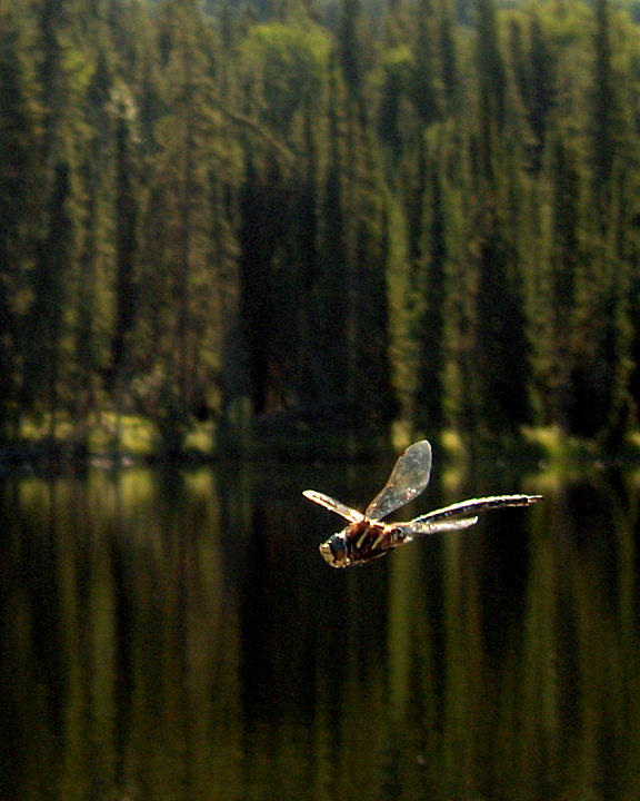 Dragonfly