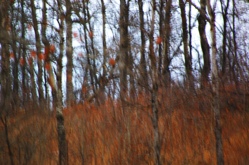 Fall Serendipity