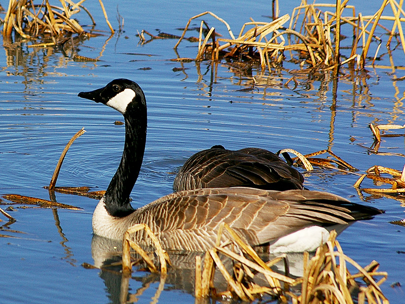 Canada Geese