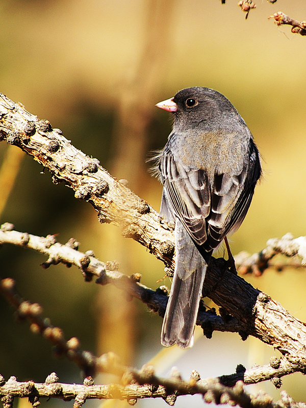 Dark-eyed Junco