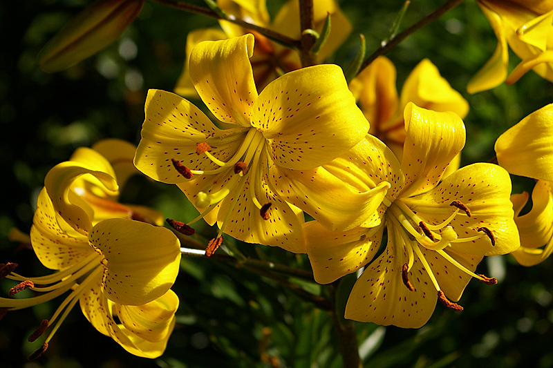 Sunshine After the Rain