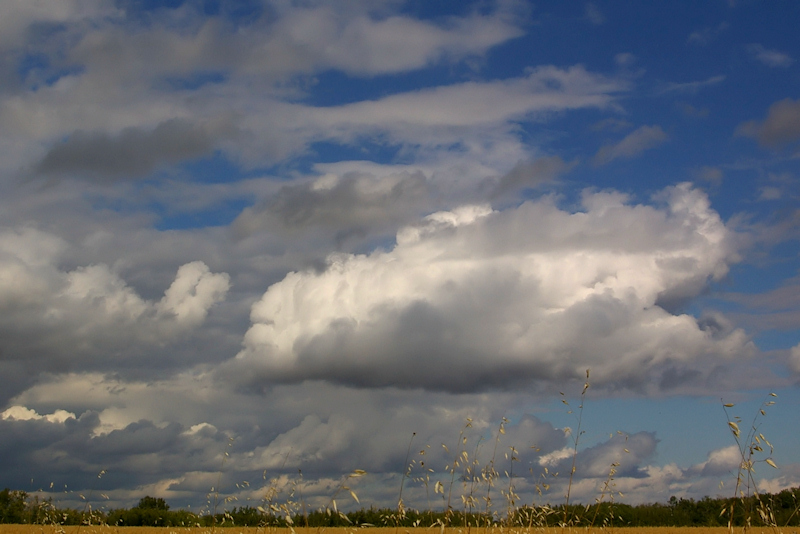 Cotton Puff Sky