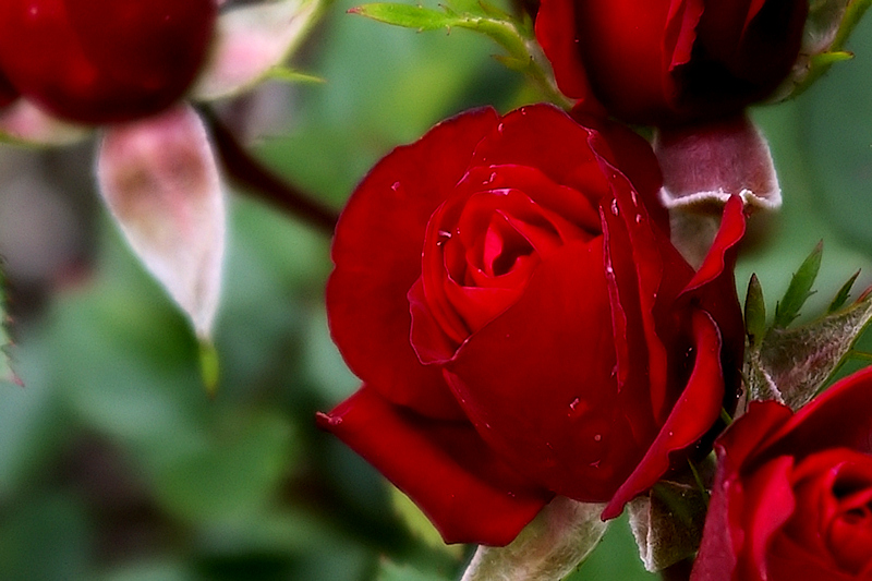 Miniature Roses