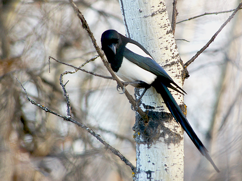 Magpie