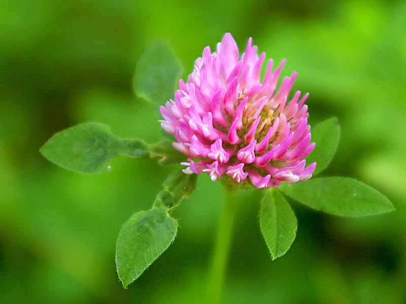 Clover