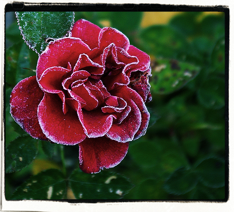 Kissed by Frost