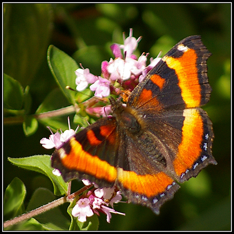Milbert's Tortoiseshell (Nymphalis Milberti)