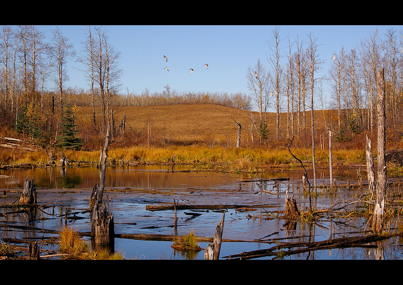 Autumn Pond