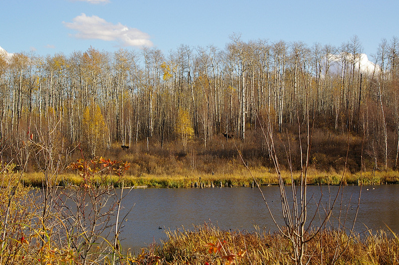 Moose Across the Pond