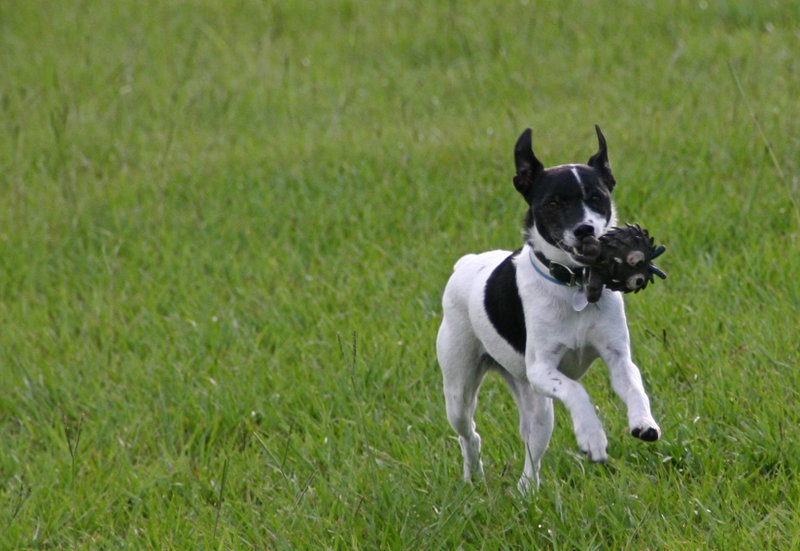 Running Dog