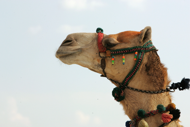 camel.jpg