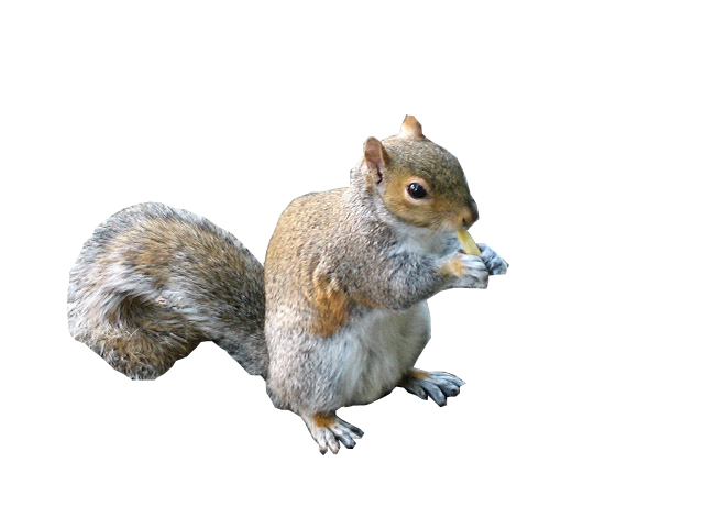 MySquiral.jpg