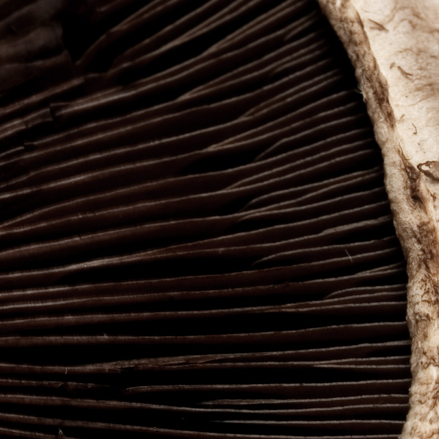PuzzleMacro.jpg