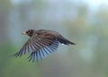 birds 505.jpg