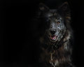Mans Best Friend.jpg