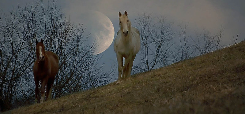 In The Still Of The Night