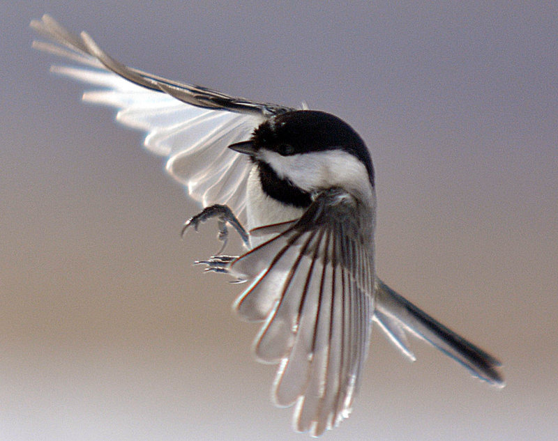 Tiny Wings