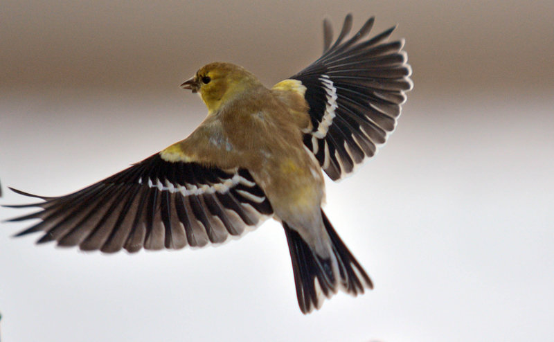 ShowOff
