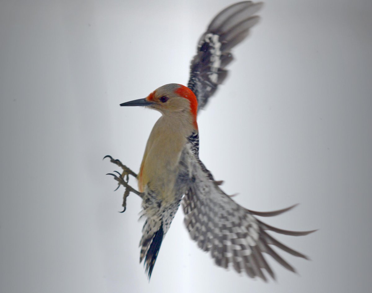 landing