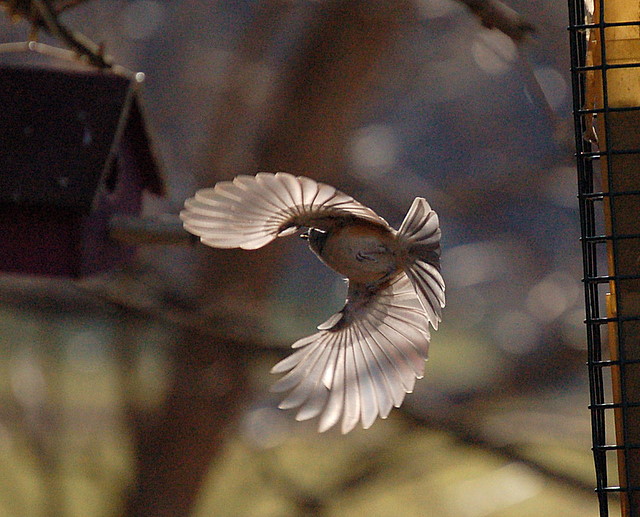 DSC_0062.JPG