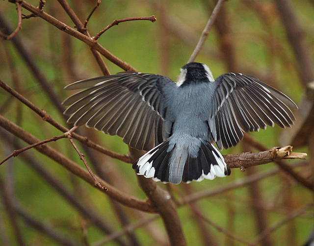 DSC_0086.JPG