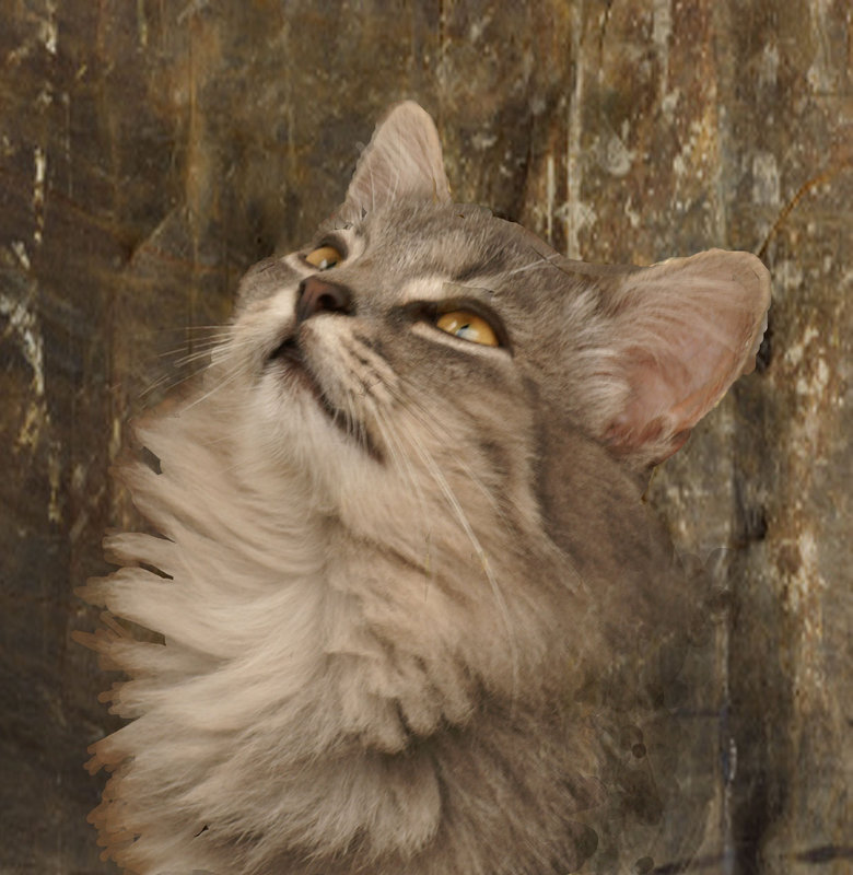 Here Kitty Kitty.jpg