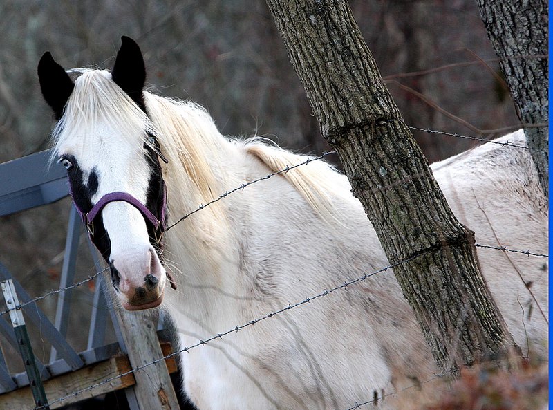 A Horse Ofcourse.jpg