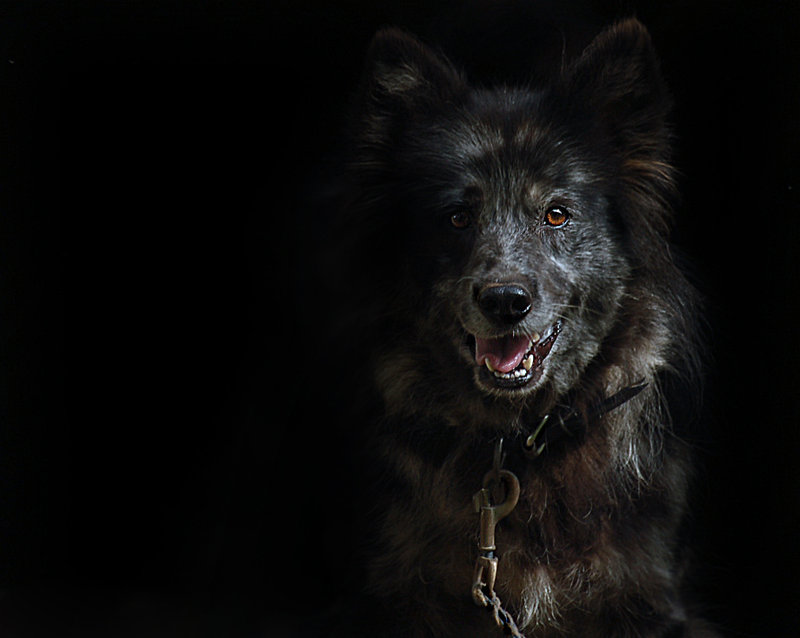 Mans Best Friend.jpg
