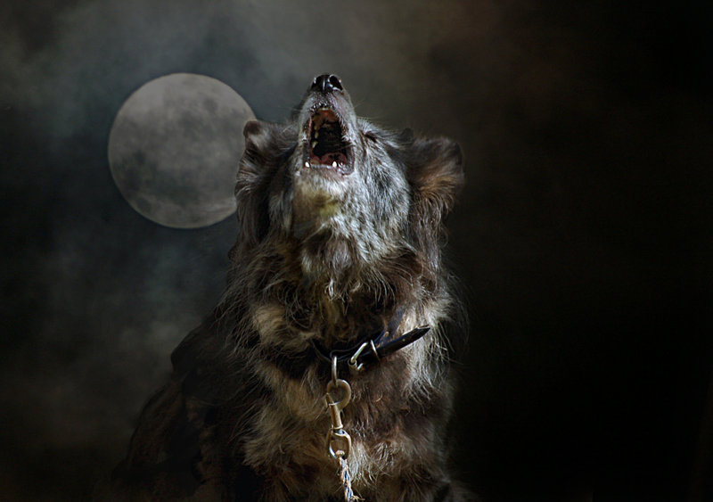 Howling at The Moon copy_edited-1.jpg