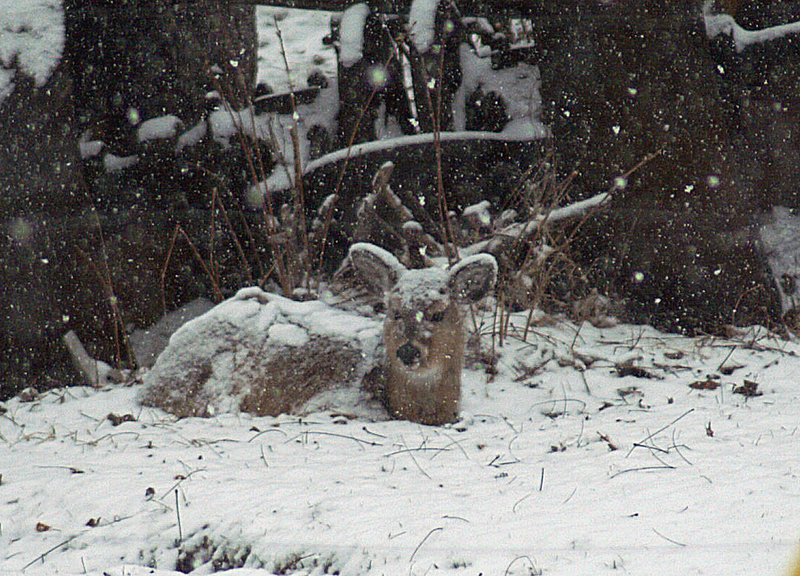 let it snow.jpg