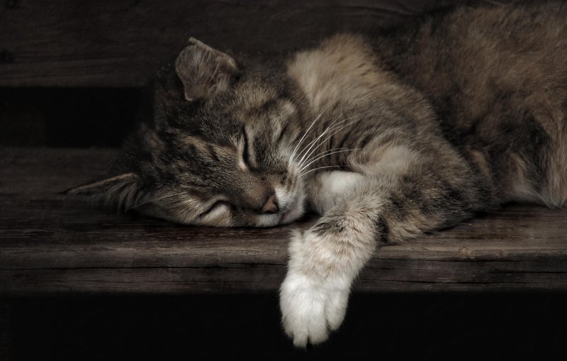Nap Time