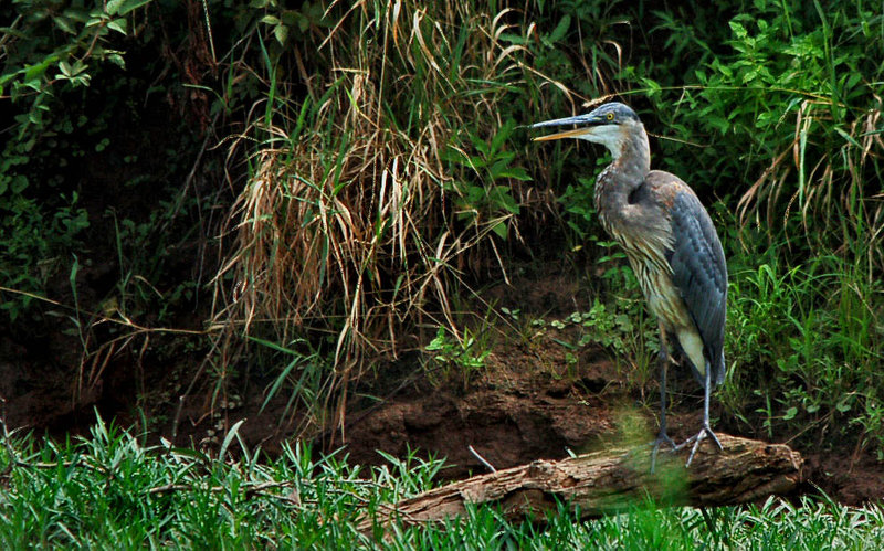 heron