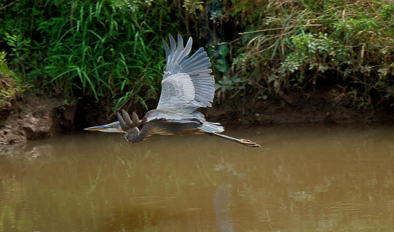 Flying Low