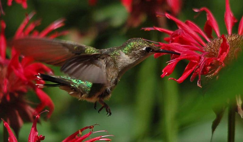 Summer Hummer