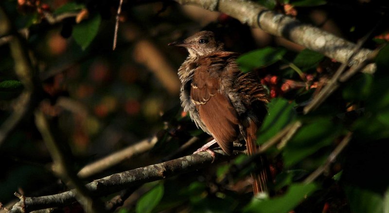 In The Spot Light