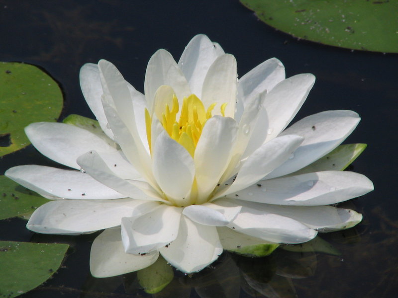 Lily