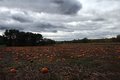  pumpkin patch
